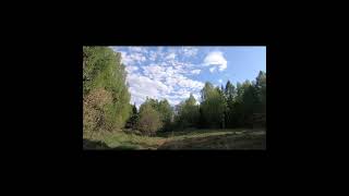 Beautiful taiga forest against the blue sky. Beautiful greenery of the forest Beautiful taiga forest against the blue sky. Beautiful greenery of the forest