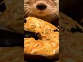 Otter’s Hanetsuki Gyoza 🥟#OtterChef #Gyoza #CrispySkirt #Satisfying #aivideo