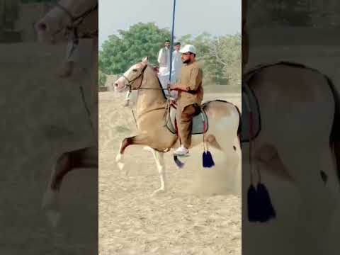 سوھنڑے گھوڑے شوقیناں دے