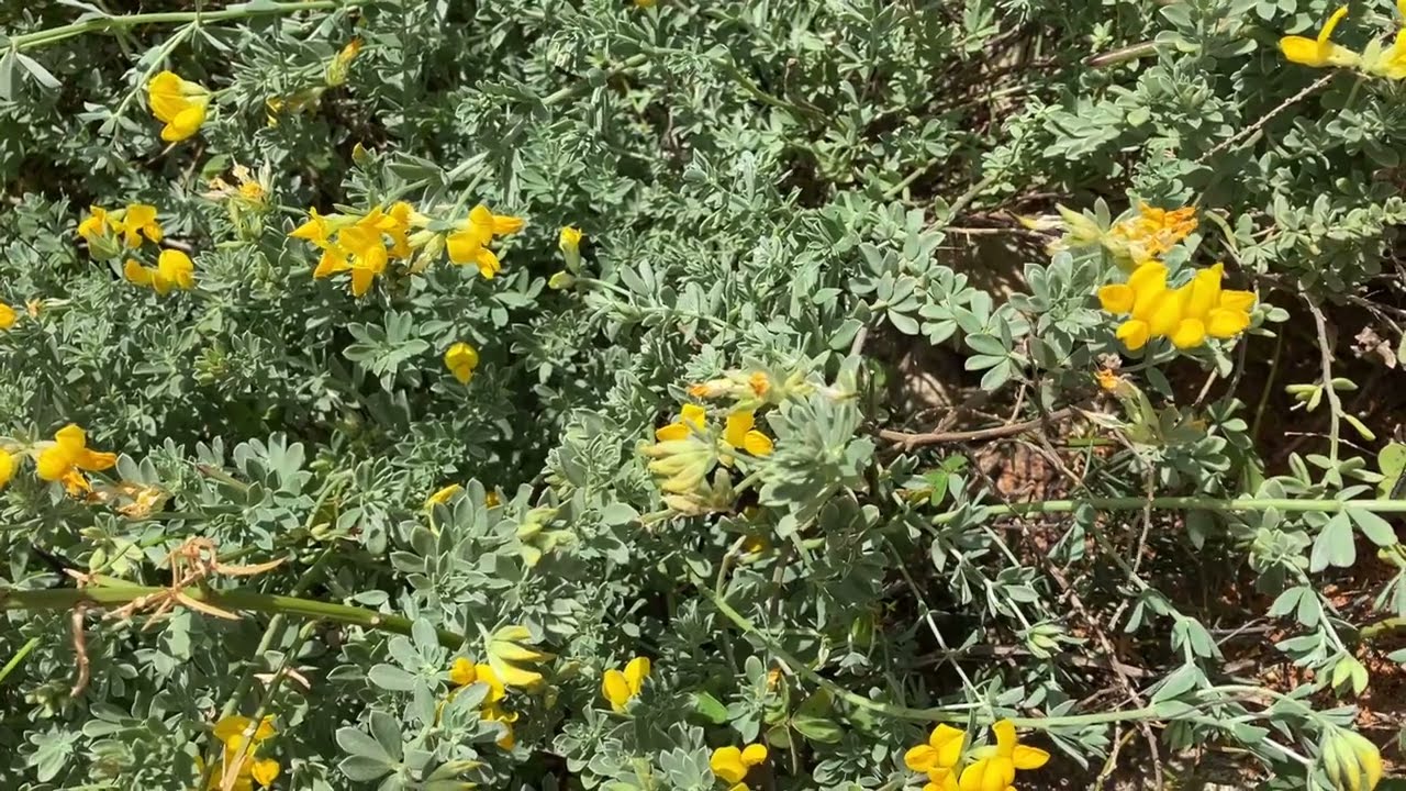 Kreta-Hornklee an der Sand-Algarve am 31.03.2025