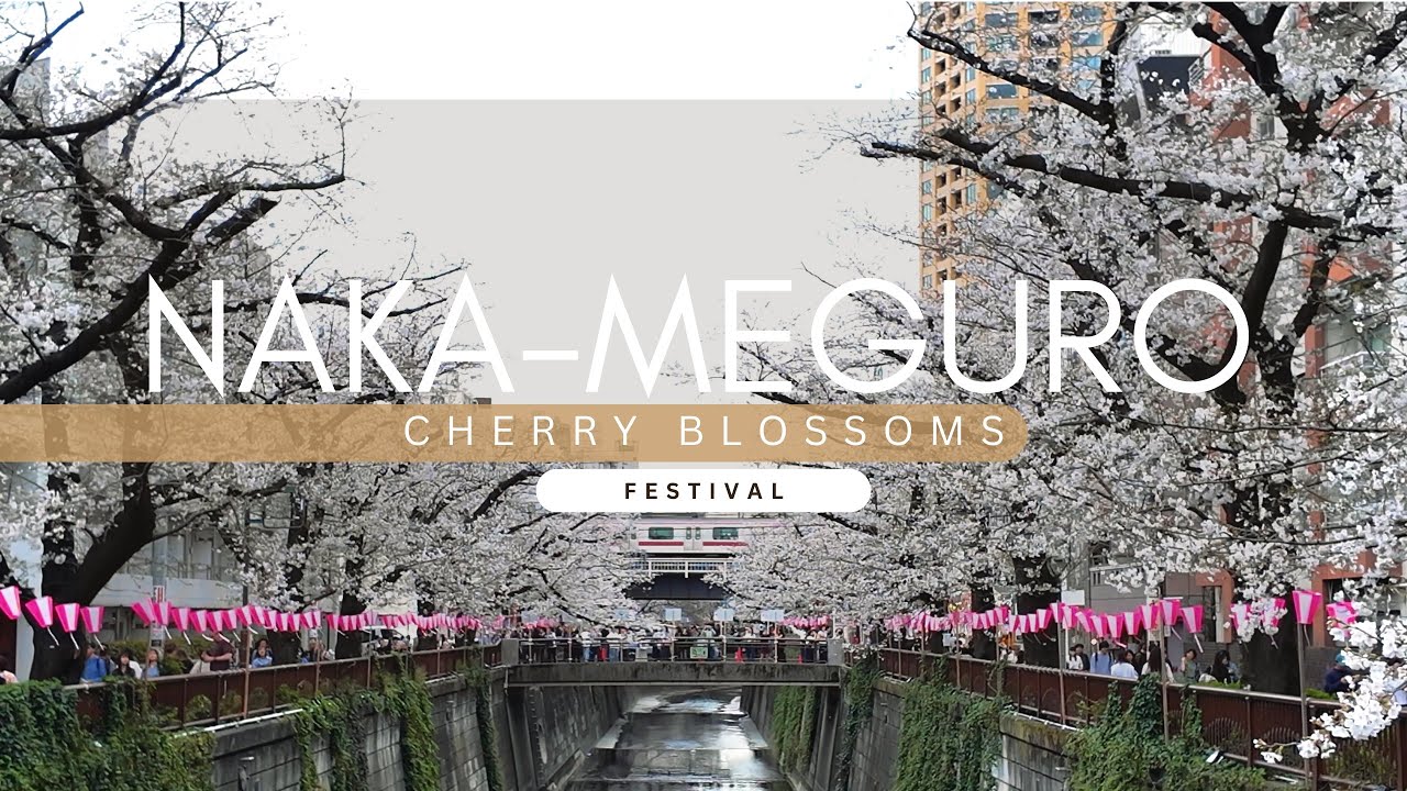 Naka-Meguro at 90% Bloom:  The Cherry Blossom Festival Is In Full Swing