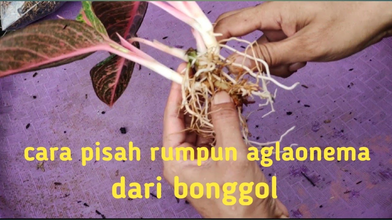 Cara pisah rumpun aglaonema dari bonggolnya#aglaonema #aglonema #semiaglao #aglo #mediatanam