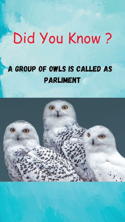 Did you know ? | What is a Group of Owls Called ? | Parliment - YouTube