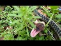 Metal Detecting With Snakes | Aquachigger