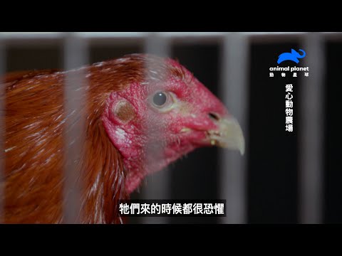 《愛心動物農場》解放鬥雞！前往美國動物收容所拯救真實版憤怒鳥｜動物星球頻道