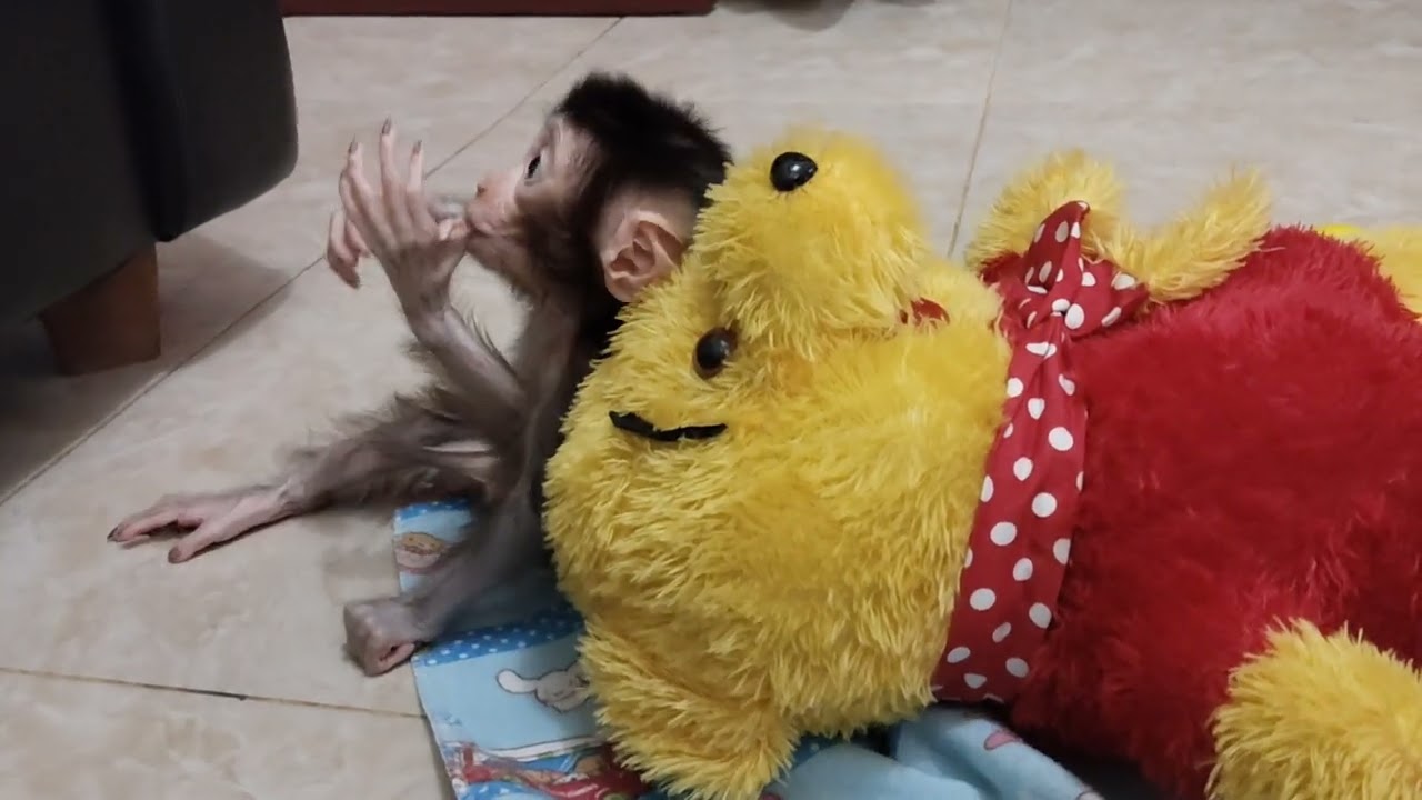 A boni monkey baby is restless because it was left by its father