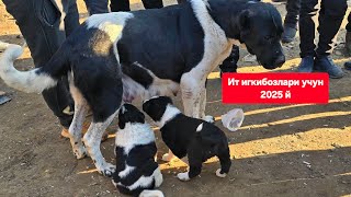 Наманган ит бозори 2025 йил января
