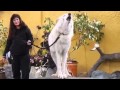 El gran lobo blanco aullando
