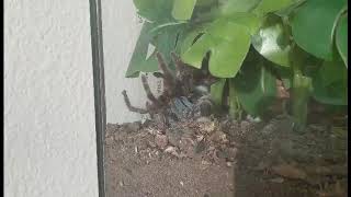tarantula molting