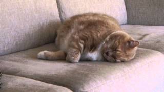 Mömmi, Garfield Gets Real