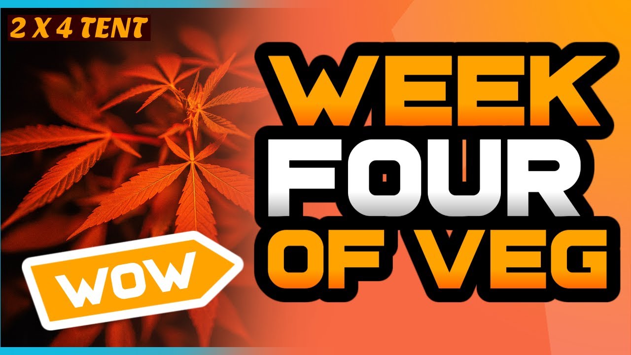 (2X4) Grow Tent Week 4 Of Veg