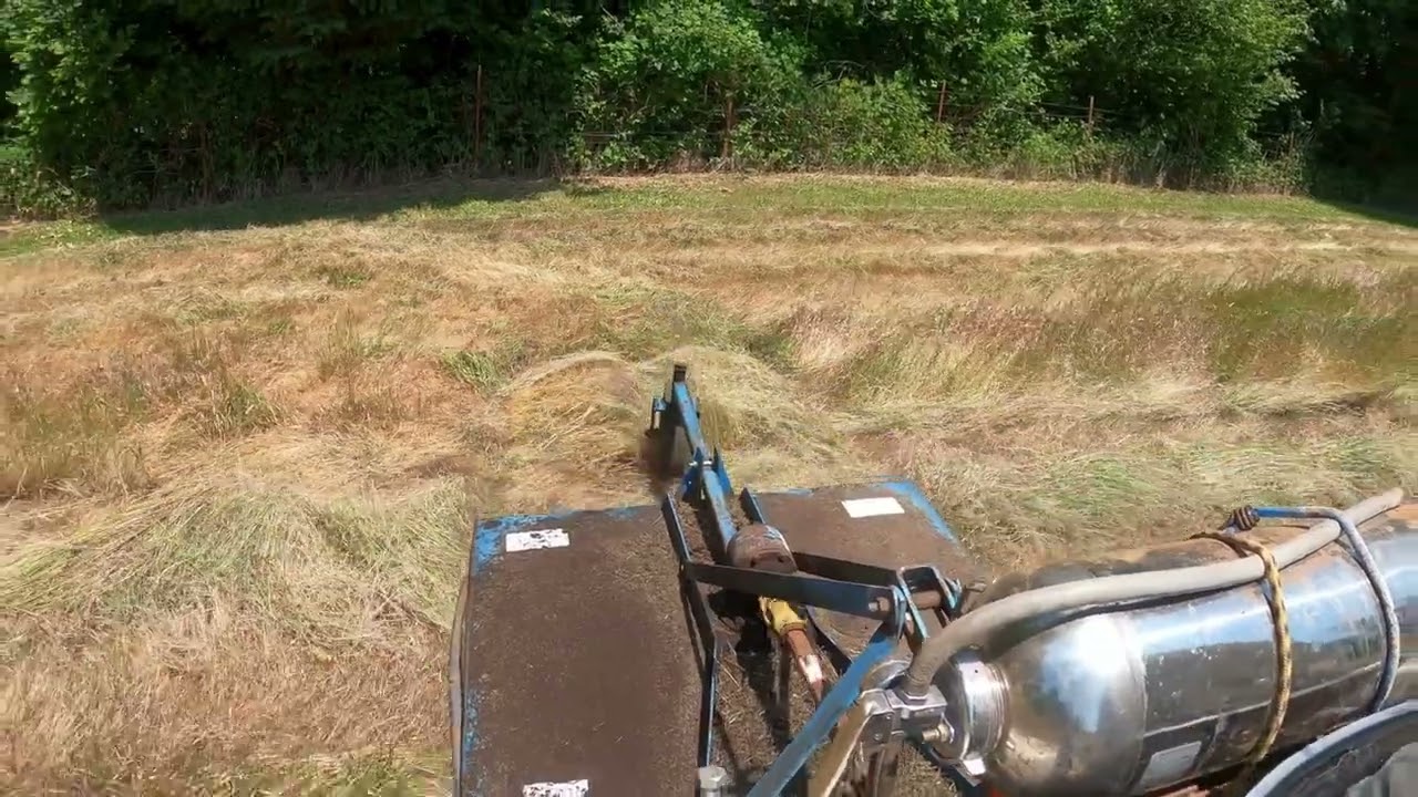 Loose smut disease in an infected hayfield