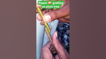 peach grafting on plum tree#trandingreels #desigardener#greenworld #veggies #garden #trees #fruit