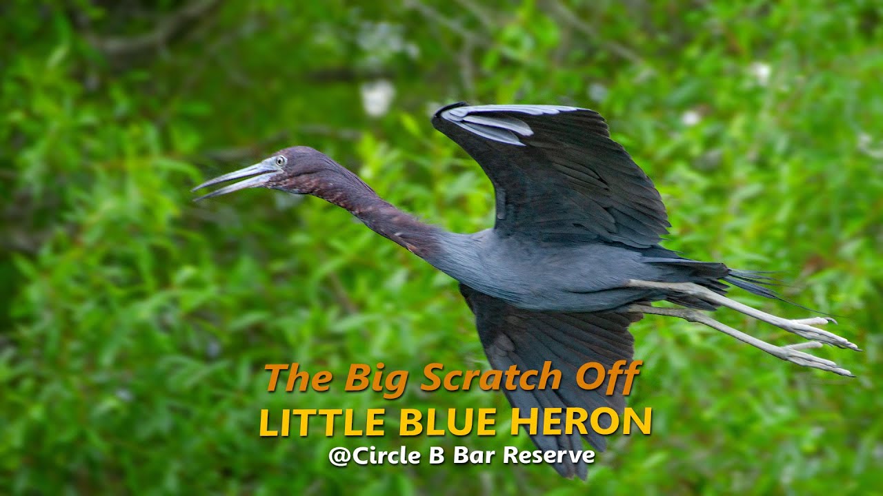 Little Blue Heron's Big Scratch Off