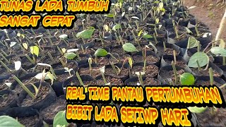 REAL TIME PANTAU PERTUMBUHAN BIBIT LADA SETIAP HARI||BERTUNAS SANGAT CEPAT||