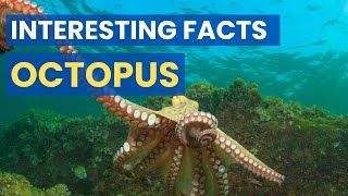 Incredible and Intelligent Octopus  Unique Facts