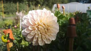 Behind the Scenes at Cotswold Posy Patch