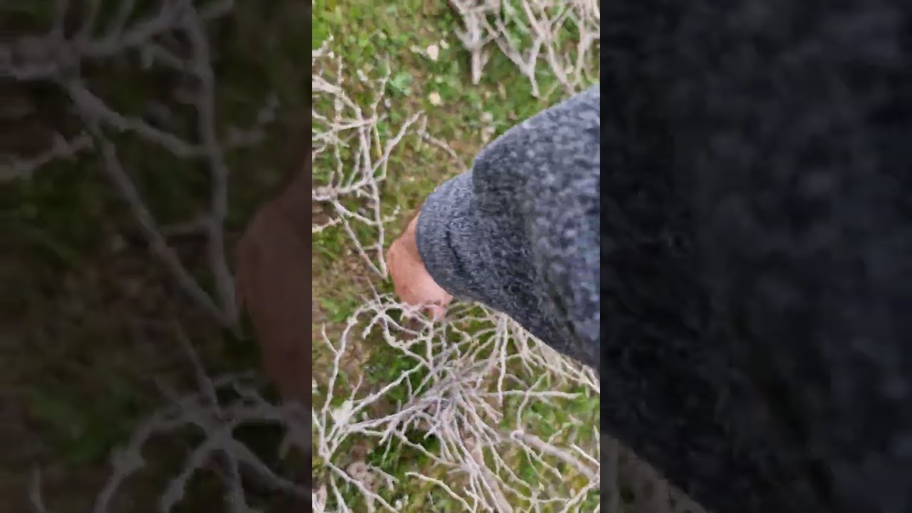 تعلم كيفية زراعة اقلام التين في جبل اشكفت، ناحية العياضية #تشجير #تقليم #اشجار #نبات #جبل #شنكال