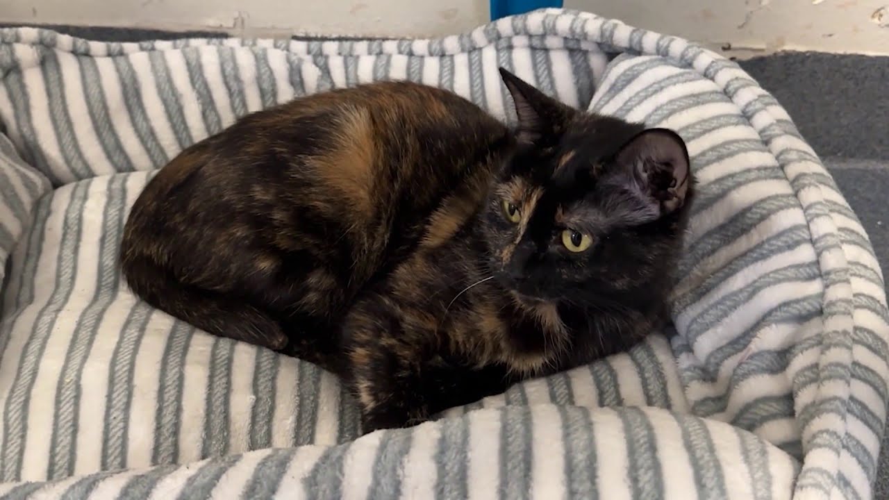 San Antonio ACS urges thoughtful pet adoptions ahead of the holiday gift-giving season