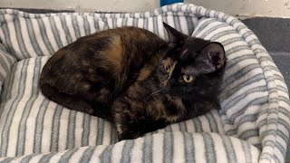 San Antonio ACS urges thoughtful pet adoptions ahead of the holiday gift-giving season