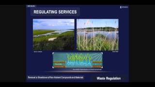 Ecosystem Services Visualized