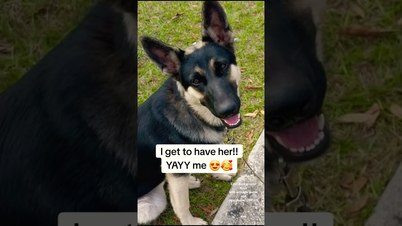 When I got my dream dog! My support dog!! 