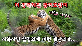 더 강력해진 광끼호랑이 사육사님 설명회하시는데 이게 머선 129?? Famous Tiger in Korea, cat tiger #태범 #무궁 #백두대간호랑이