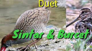 Burung Sintar sawah dan burung Burcet berduet untuk suara pemikat di sawah atau rawa
