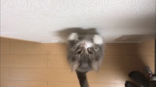 垂直跳びの記録に挑戦する猫 ノルウェージャンフォレストキャットJump.Norwegian Forest Cat.