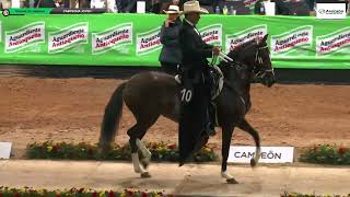 CAMPEONA JOVEN - TROCHA COLOMBIANA - COPA ANTIOQUIA 2022