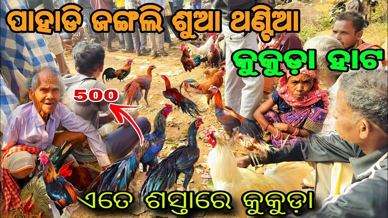 ବିଚିତ୍ର ଜଙ୍ଗଲି ଶୁଆ ଥଣ୍ଟିଆ କୁକୁଡ଼ା ହାଟ❓Aseel Parrot, Parrot #viral #aseel #parrot