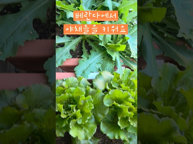 베란다 텃밭에서 야채 키워보세요 #소소한행복 #베란다텃밭 #야채작물