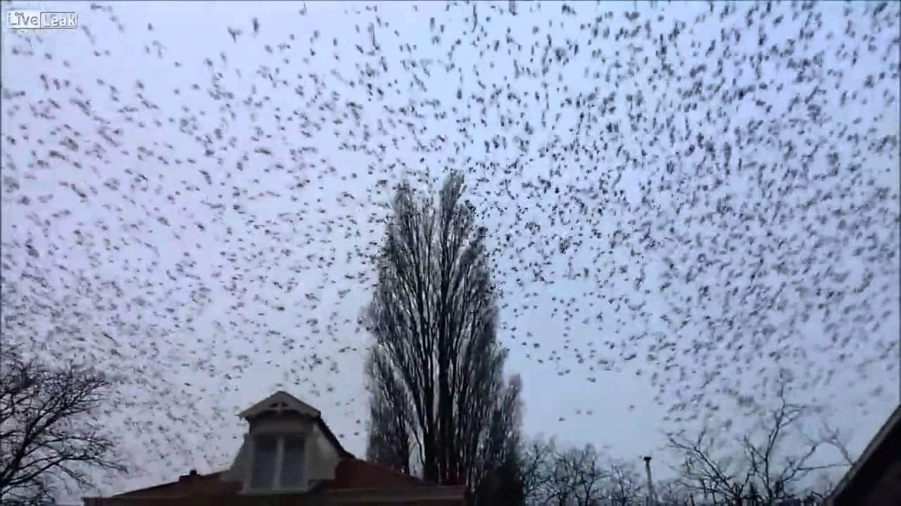 Скворцы прилетели. То есть, улетели - YouTube