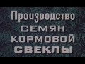 Технология возделывания свеклы на семена