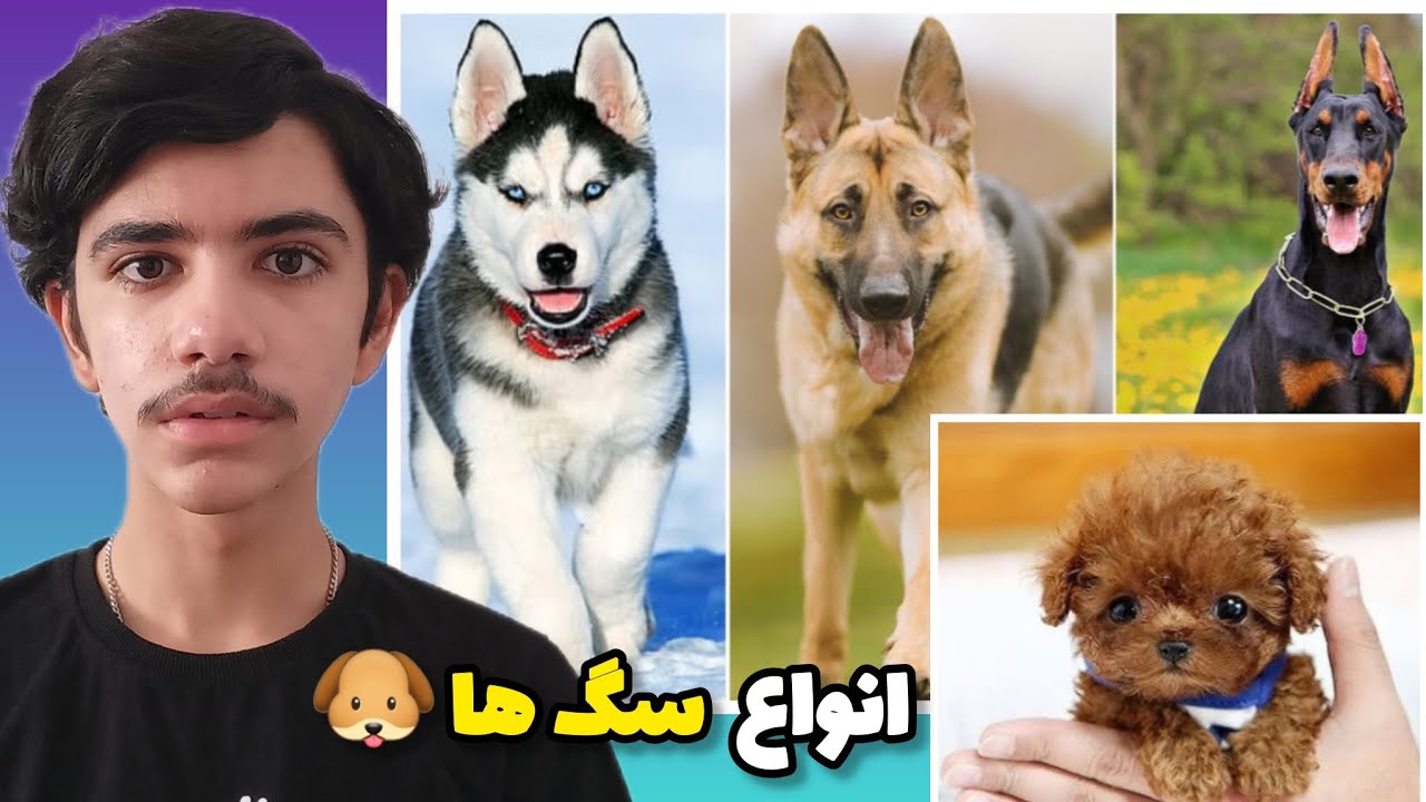 معرفی انواع سگ ها🐶نژاد های عجیب و جالب سگ که باید بشناسی - YouTube