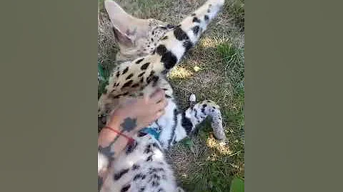 Watch the video about Cute Pet Serval and Chausie
