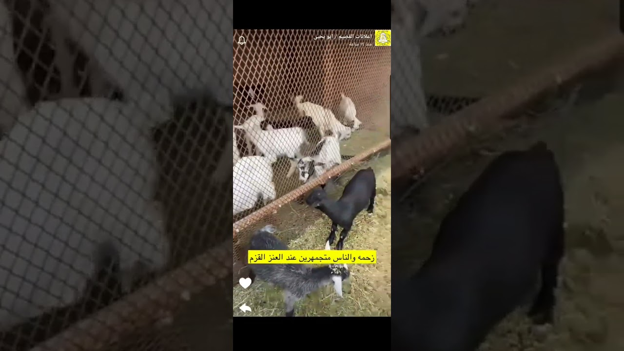 مزرعة ريفا بعنيزة | إعلانكم 2024/6/23