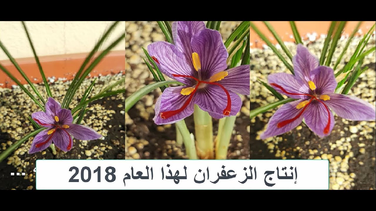 بصيلات الزعفران بعد نهاية الموسم استخراجها وحفظها للموسم القادم