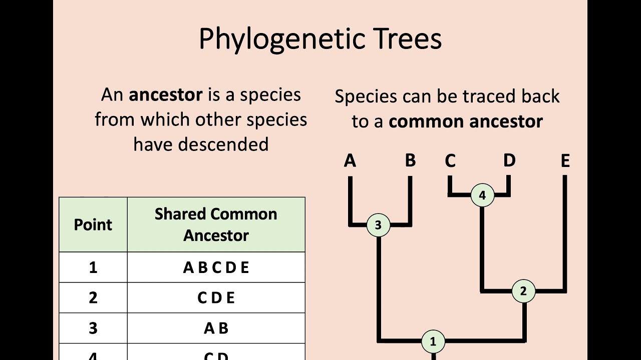 Высшая биология - 1.8 Геномное секвенирование