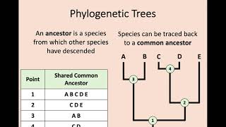 Higher Biology - 1.8 Genomic Sequencing