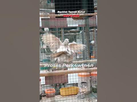 Proses Perkawinan Perkutut [anaknya baru belajar mandiri] - YouTube