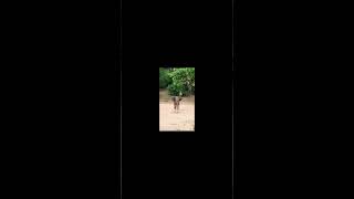 Giraffe Escapes Charging Elephant | Incredible Moment in the Savannah Net Worth