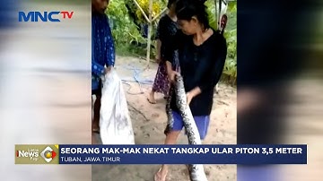 Aksi Emak-Emak Nekat Tangkap Ular Piton Raksasa #LintasiNewsPagi 24/12
