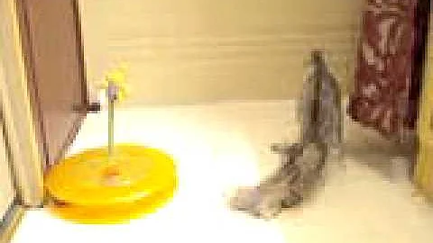 Watch the video about Savannah Kitten,Crazy 3 month old F6 Savannh