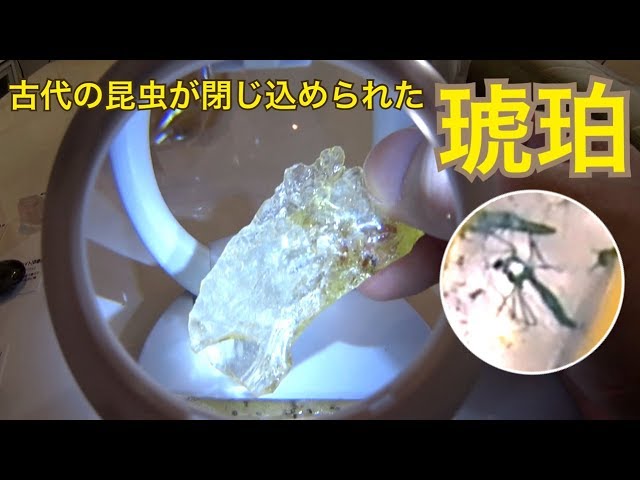 琥珀界の至宝、幻のエイリアンステレを内包した非常に希少な標本ですPA0053 I Polished Ancient Insect-Bearing Fossils [Amber]! - YouTube