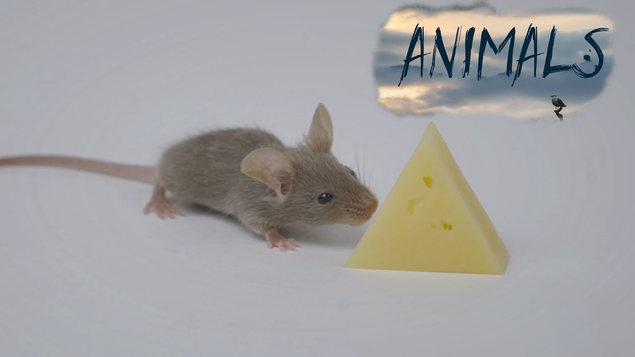 Adorable mice.Animals Of The World.Domestic and Wild Animals.Animal ...