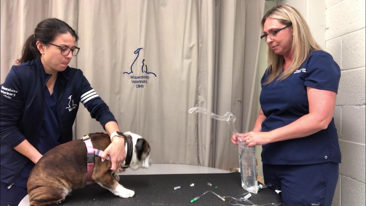 How to Give SubQ Fluids to a Dog YouTube