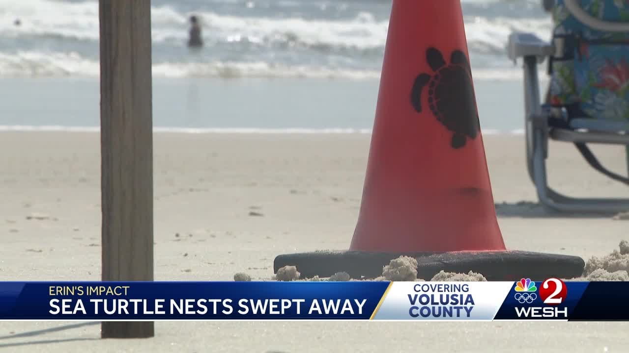 Hurricane Erin washes away dozens of sea turtle nests in Volusia County