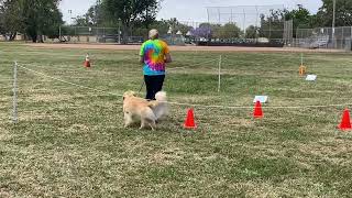 Cali AKC Rally Novice Course #2 by Jennifer Darcy 35 views 10 months ago 2 minutes, 29 seconds