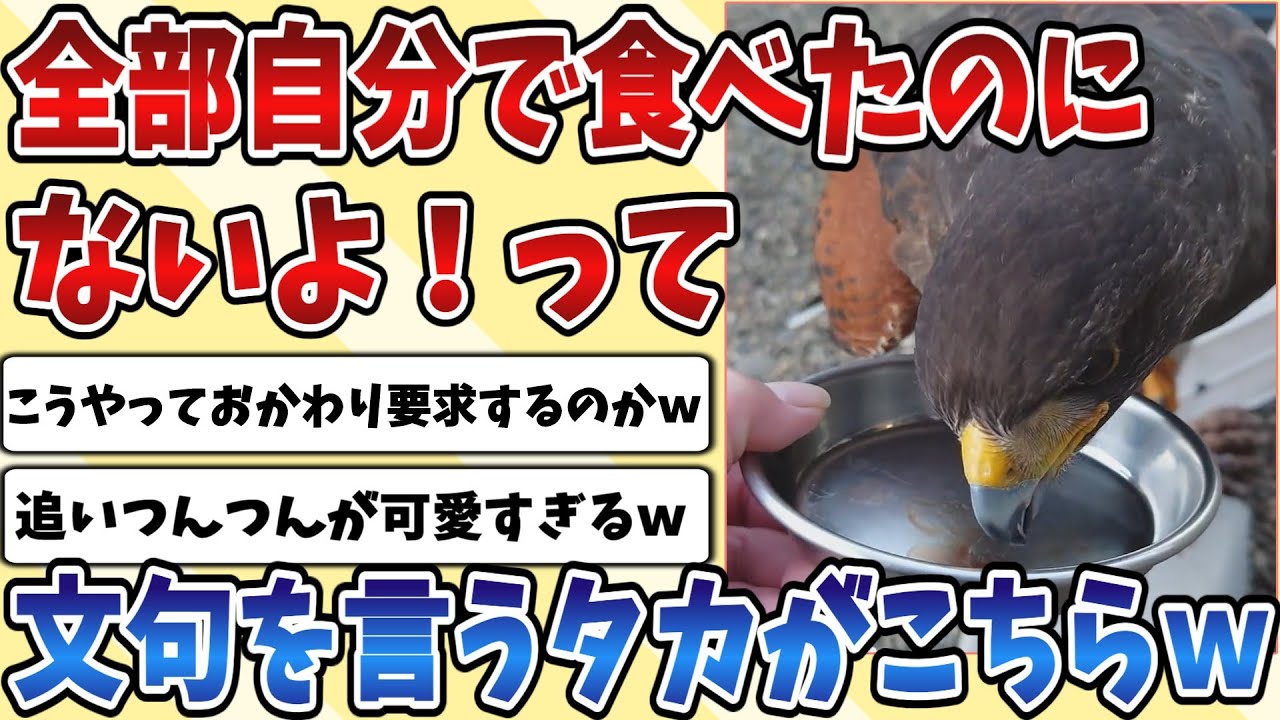 【2ch動物スレ】美味しいお肉を全部食べたのに「ないよ！」って文句言う『タカ』が追いツンツンしてて可愛すぎるｗｗｗ